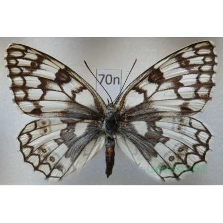 Melanargia russiae (Esper, 1783) Kazachstan70n